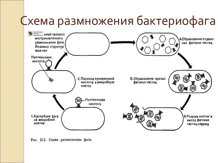 Схема размножения бактериофага