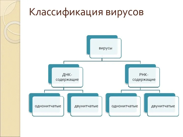 Классификация вирусов