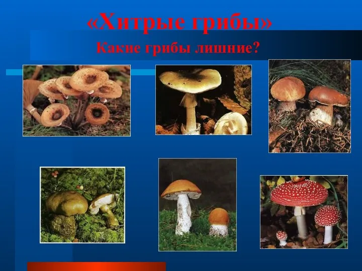 Какие грибы лишние? «Хитрые грибы»