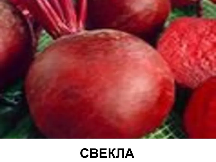 СВЕКЛА