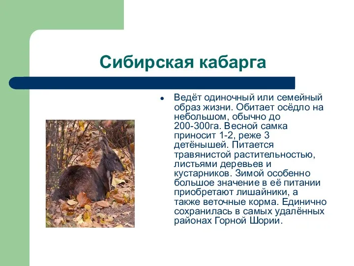 Сибирская кабарга Ведёт одиночный или семейный образ жизни. Обитает осёдло на небольшом, обычно