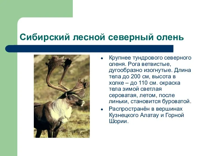 Сибирский лесной северный олень Крупнее тундрового северного оленя. Рога ветвистые, дугообразно изогнутые. Длина