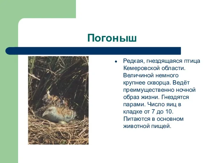 Погоныш Редкая, гнездящаяся птица Кемеровской области. Величиной немного крупнее скворца. Ведёт преимущественно ночной