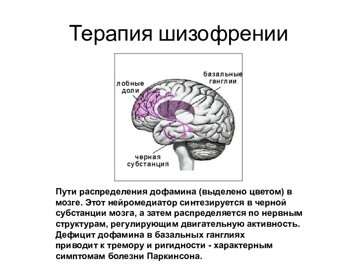 Терапия шизофрении Пути распределения дофамина (выделено цветом) в мозге. Этот