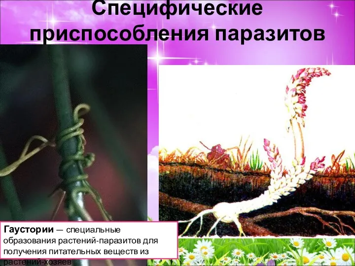 Специфические приспособления паразитов Гаустории — специальные образования растений-паразитов для получения питательных веществ из растений-хозяев