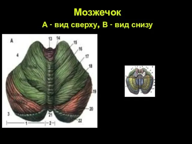 Мозжечок А - вид сверху, В - вид снизу