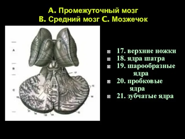 A. Промежуточный мозг B. Средний мозг C. Мозжечок 17. верхние ножки 18. ядра