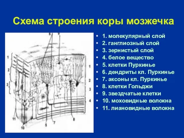 Схема строения коры мозжечка 1. молекулярный слой 2. ганглиозный слой 3. зернистый слой