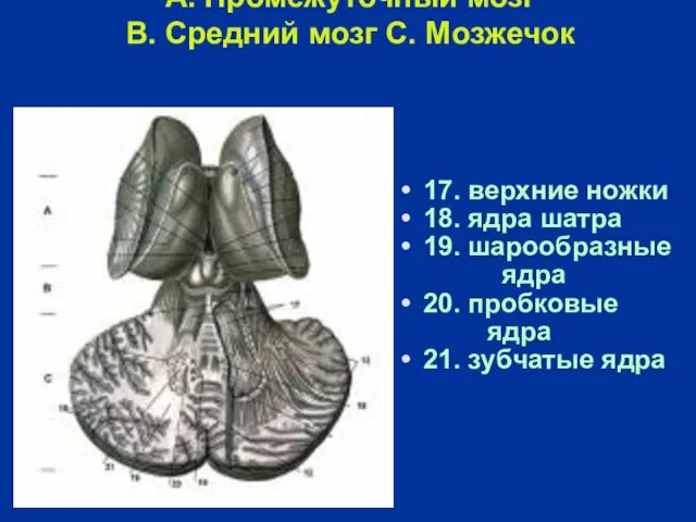 A. Промежуточный мозг B. Средний мозг C. Мозжечок 17. верхние