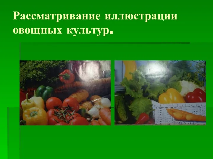 Рассматривание иллюстрации овощных культур.