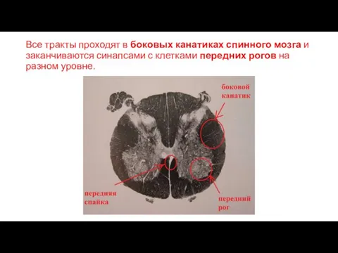 Все тракты проходят в боковых канатиках спинного мозга и заканчиваются синапсами с клетками