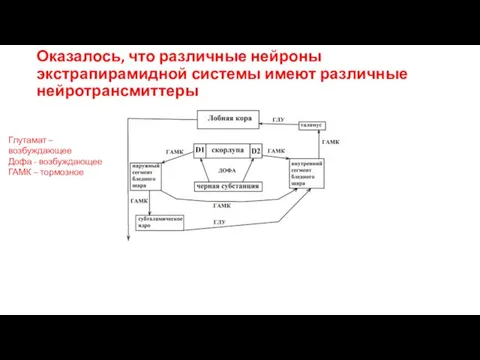 Оказалось, что различные нейроны экстрапирамидной системы имеют различные нейротрансмиттеры Глутамат – возбуждающее Дофа