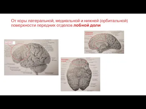 От коры латеральной, медиальной и нижней (орбитальной) поверхности передних отделов лобной доли