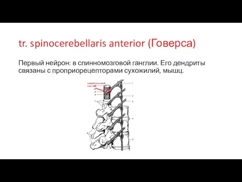 tr. spinocerebellaris anterior (Говерса) Первый нейрон: в спинномозговой ганглии. Его дендриты связаны с проприорецепторами сухожилий, мышц.