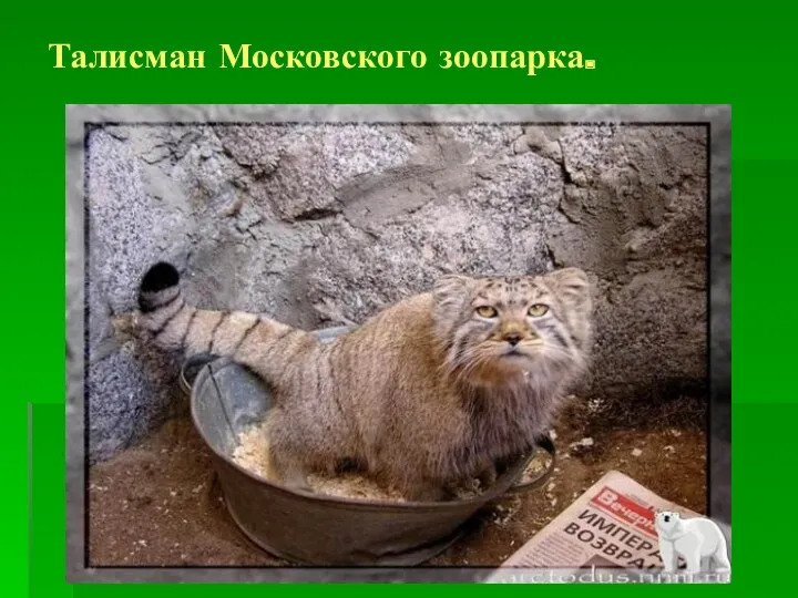 Талисман Московского зоопарка.