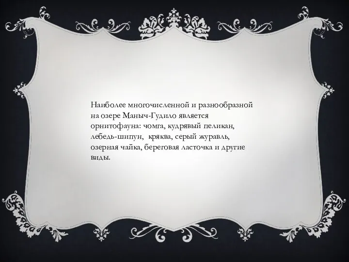 Наиболее многочисленной и разнообразной на озере Маныч-Гудило является орнитофауна: чомга,