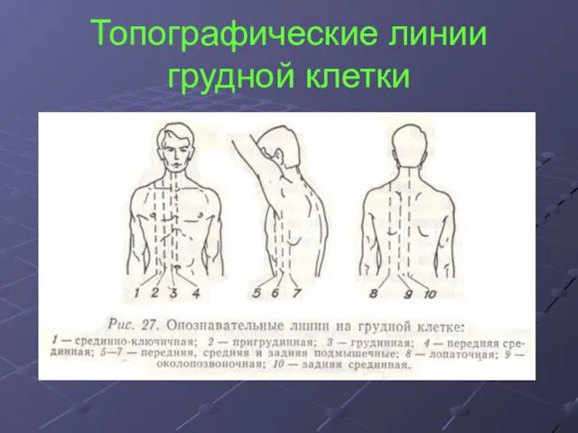 Топографические линии грудной клетки