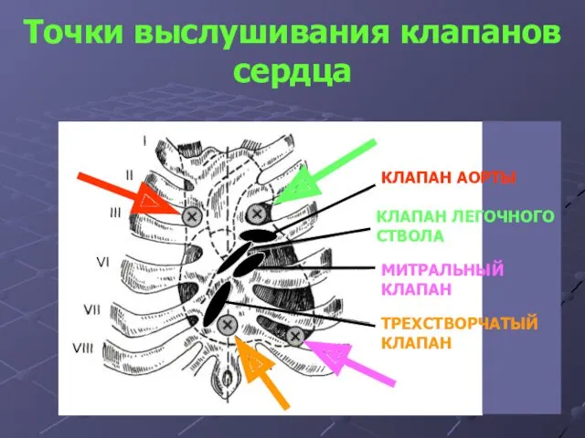 Точки выслушивания клапанов сердца КЛАПАН АОРТЫ КЛАПАН ЛЕГОЧНОГО СТВОЛА МИТРАЛЬНЫЙ КЛАПАН ТРЕХСТВОРЧАТЫЙ КЛАПАН