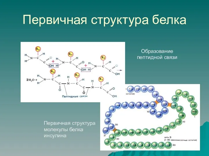 Первичная структура белка Образование пептидной связи Первичная структура молекулы белка инсулина