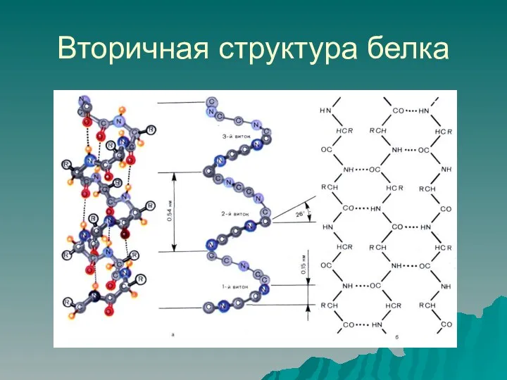 Вторичная структура белка
