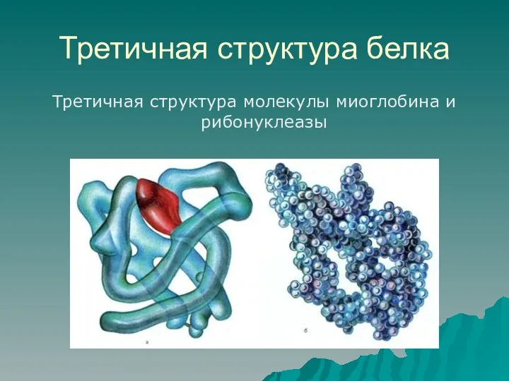 Третичная структура белка Третичная структура молекулы миоглобина и рибонуклеазы