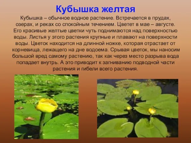 Кубышка желтая Кубышка – обычное водное растение. Встречается в прудах, озерах, и реках