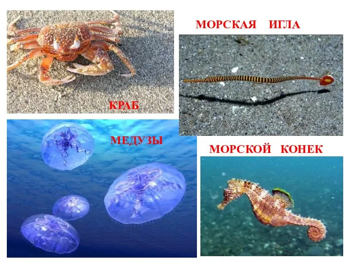 КРАБ МЕДУЗЫ МОРСКАЯ ИГЛА МОРСКОЙ КОНЕК