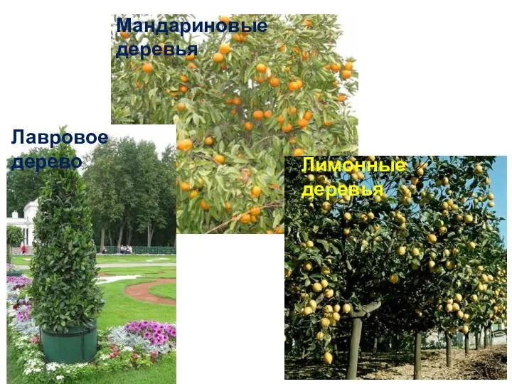 Лимонные деревья Мандариновые деревья Лавровое дерево