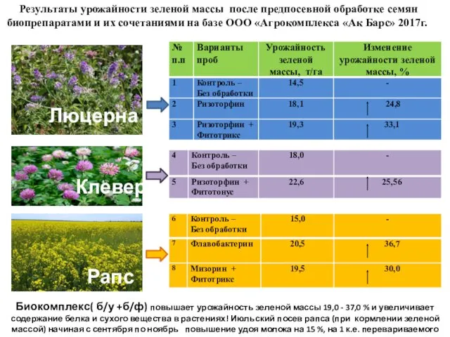 Результаты урожайности зеленой массы после предпосевной обработке семян биопрепаратами и