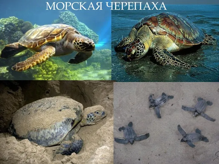 МОРСКАЯ ЧЕРЕПАХА