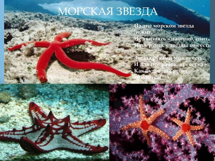 МОРСКАЯ ЗВЕЗДА На дне морском звезда лежит, Не двигаясь –