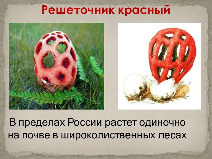 Решеточник красный В пределах России растет одиночно на почве в широколиственных лесах