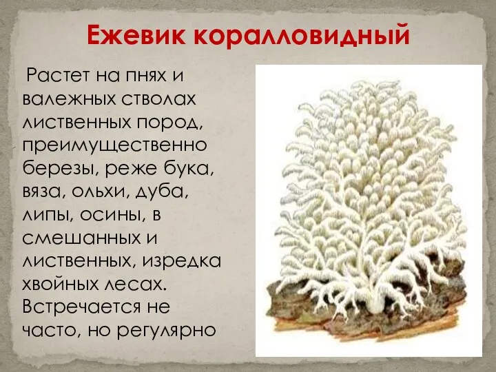 Ежевик коралловидный Растет на пнях и валежных стволах лиственных пород, преимущественно березы, реже