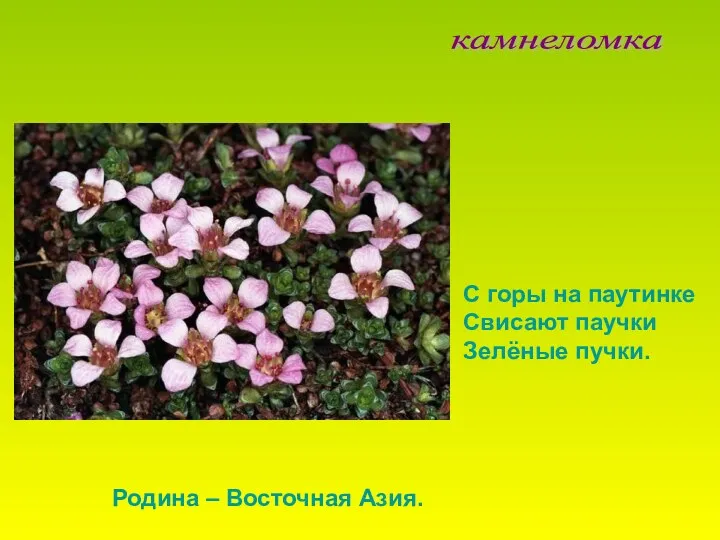 камнеломка С горы на паутинке Свисают паучки Зелёные пучки. Родина – Восточная Азия.