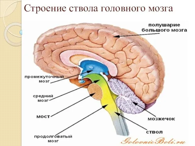 Строение ствола головного мозга