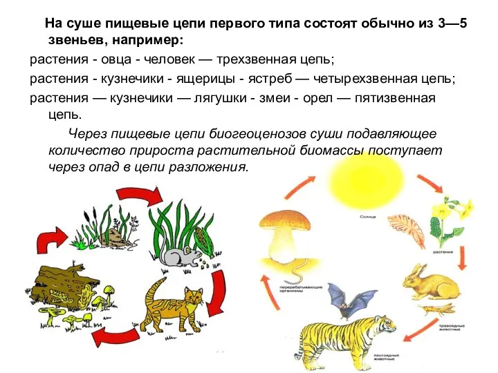 На суше пищевые цепи первого типа состоят обычно из 3—5