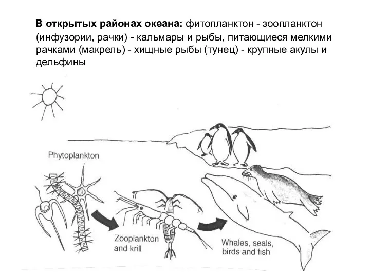 В открытых районах океана: фитопланктон - зоопланктон (инфузории, рачки) -