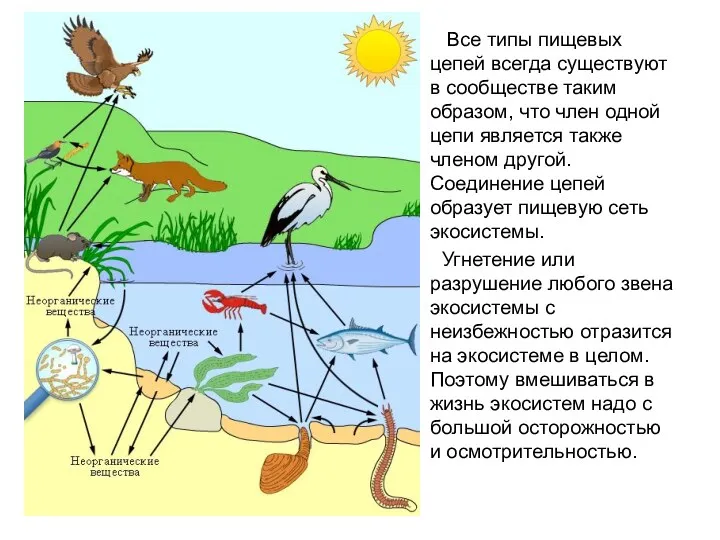 Все типы пищевых цепей всегда существуют в сообществе таким образом,