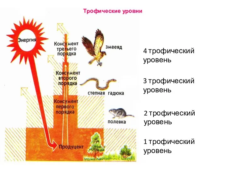 Трофические уровни 1 трофический уровень 2 трофический уровень 3 трофический уровень 4 трофический уровень