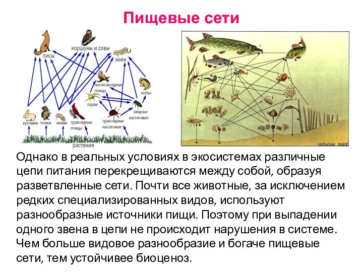 Однако в реальных условиях в экосистемах различные цепи питания перекрещиваются