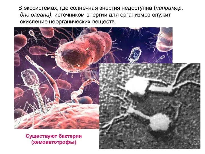 В экосистемах, где солнечная энергия недоступна (например, дно океана), источником