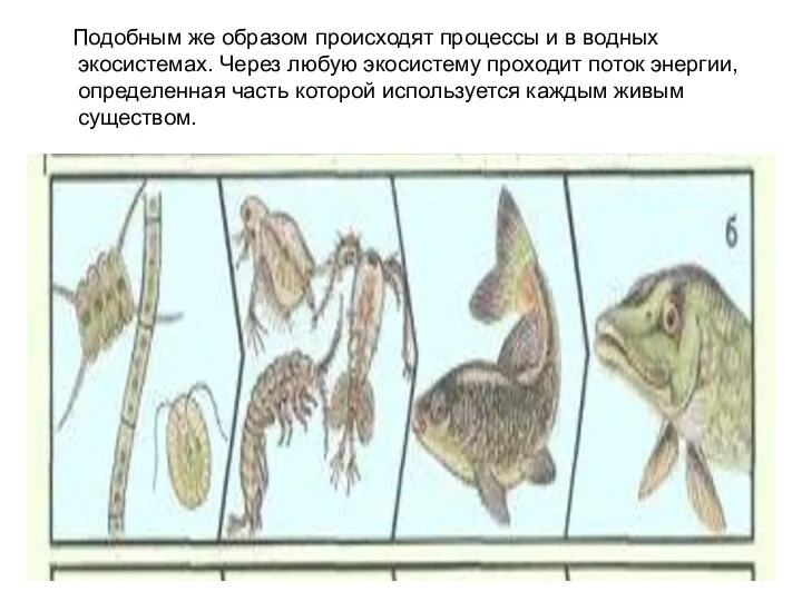 Подобным же образом происходят процессы и в водных экосистемах. Через