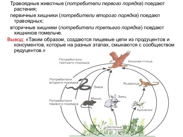 Травоядные животные (потребители первого порядка) поедают растения; первичные хищники (потребители