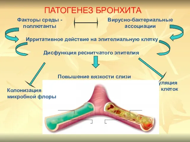 Факторы среды - поллютанты Дисфункция реснитчатого эпителия Ирритативное действие на