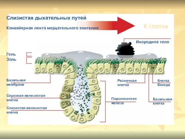 Слизистая дыхательных путей Конвейерная лента мерцательного эпителия К глотке Инородное