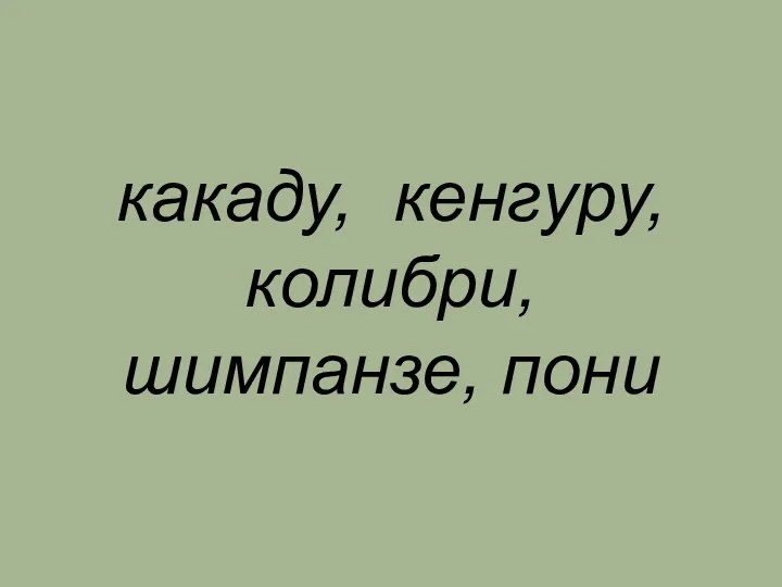 какаду, кенгуру, колибри, шимпанзе, пони