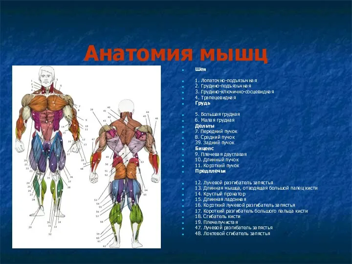 Анатомия мышц Шея 1. Лопаточно-подъязычная 2. Грудино-подъязычная 3. Грудино-ключично-сосцевидная 4. Трапецевидная Грудь 5.