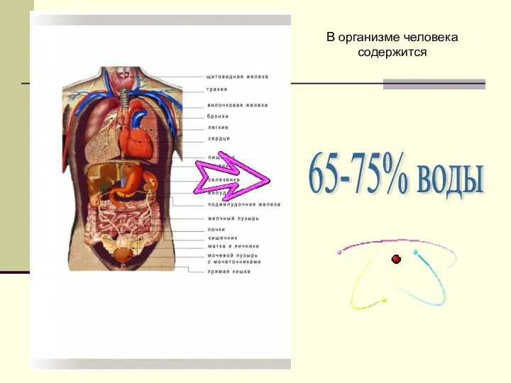 65-75% воды В организме человека содержится