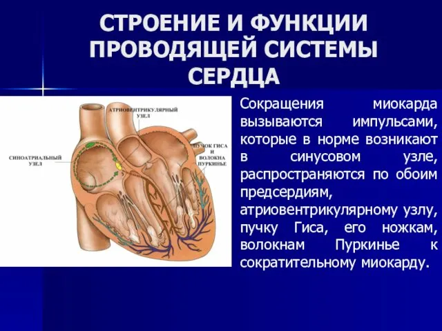 СТРОЕНИЕ И ФУНКЦИИ ПРОВОДЯЩЕЙ СИСТЕМЫ СЕРДЦА Сокращения миокарда вызываются импульсами,