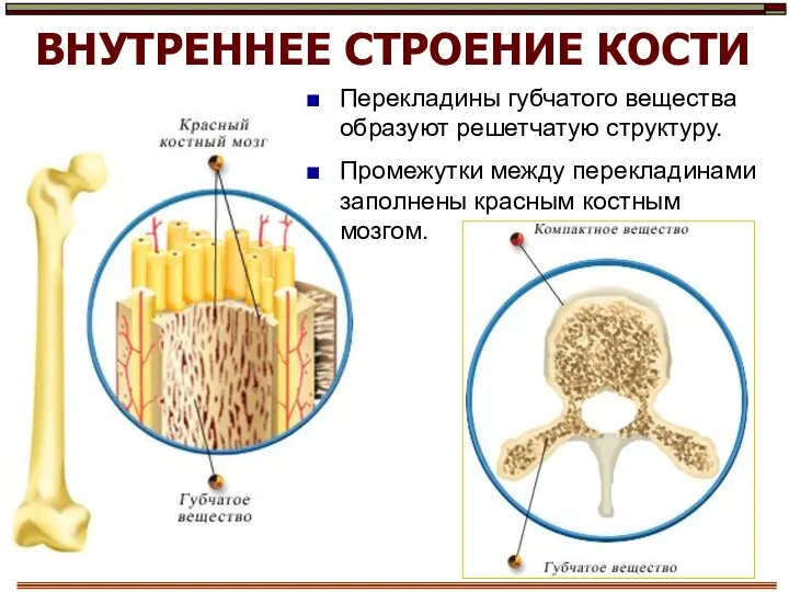 ВНУТРЕННЕЕ СТРОЕНИЕ КОСТИ Перекладины губчатого вещества образуют решетчатую структуру. Промежутки между перекладинами заполнены красным костным мозгом.